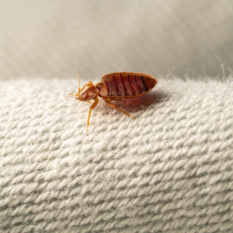 Grosse punaise de lit adulte marron-rouge (Cimex lectularius) rampant sur le tissu texturé blanc d'un matelas.