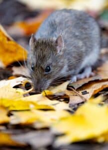 Rat brun d'automne : rongeur dans les feuilles jaunes vives. Gros plan d'un rat forestier brun reniflant le sol. Il est entouré d'un tapis de feuilles d'érable jaunes vives en pleine saison d'automne.