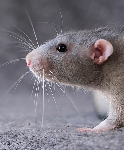 Rat domestique gris : portrait gros plan et détaillé. Gros plan d'un rat domestique gris, museau profilé. Ses longues vibrisses blanches frôlent le sol sombre. Œil noir et oreille rose détaillés.