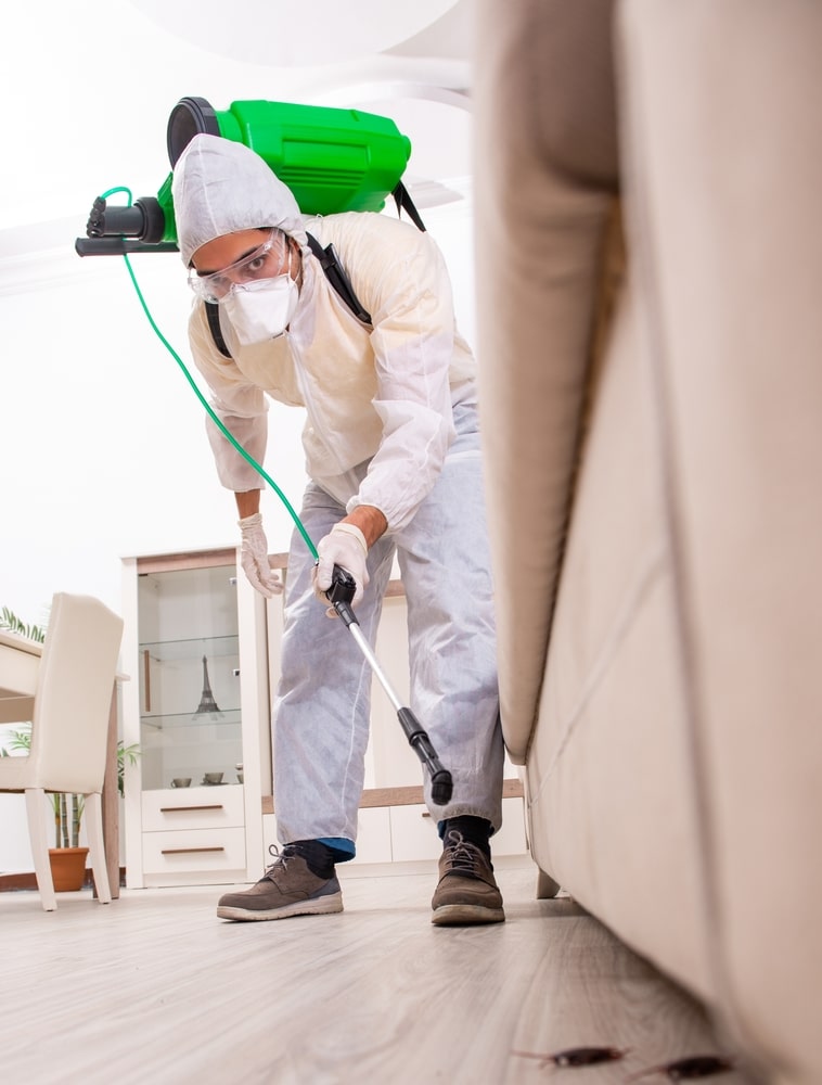 Pest,Control,Contractor,Working,In,The,Flat