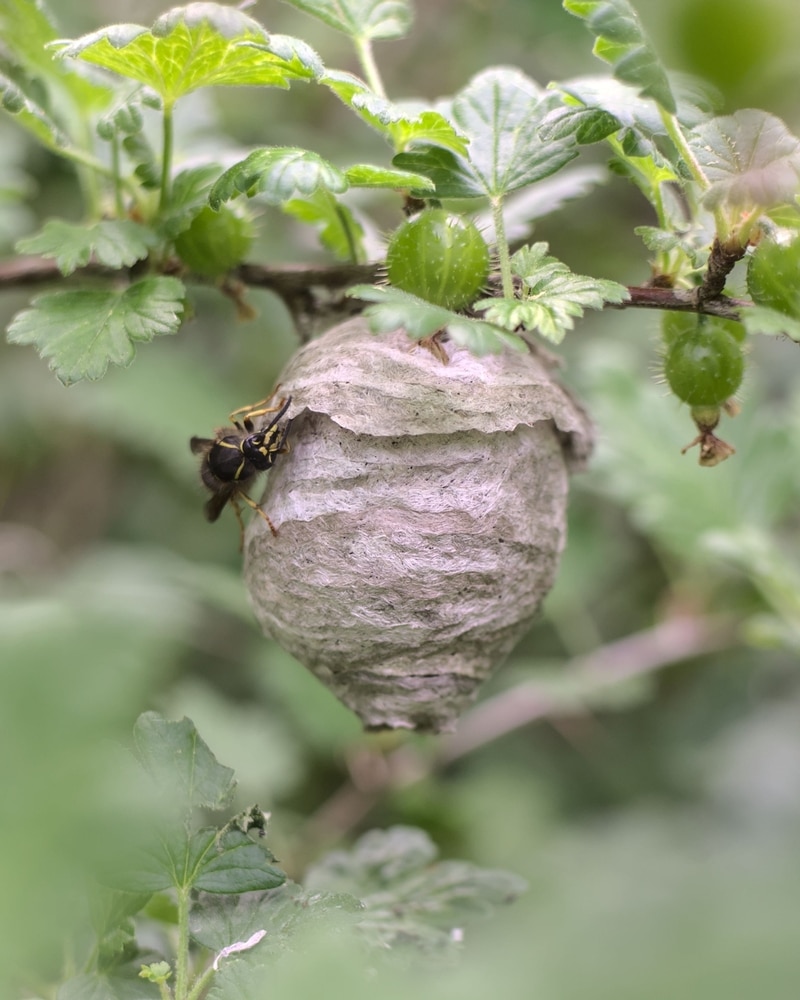 A,Vertical,Shot,Of,A,Hornet,On,A,Nest,In