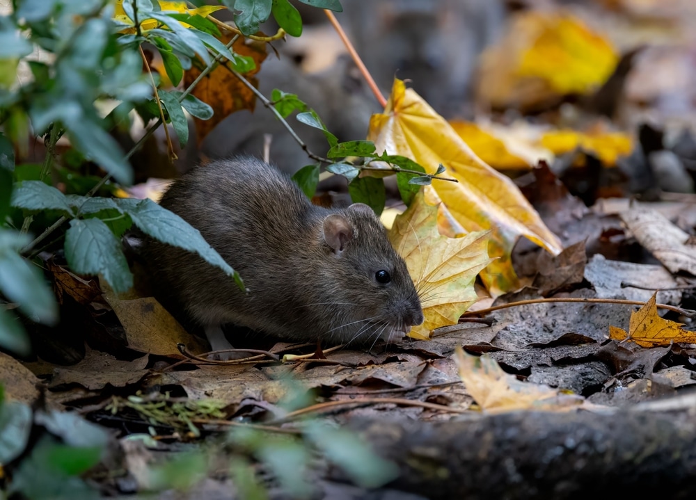 A,Small,Brown,Rat,Foraging,Among,Autumn,Leaves,And,Green
